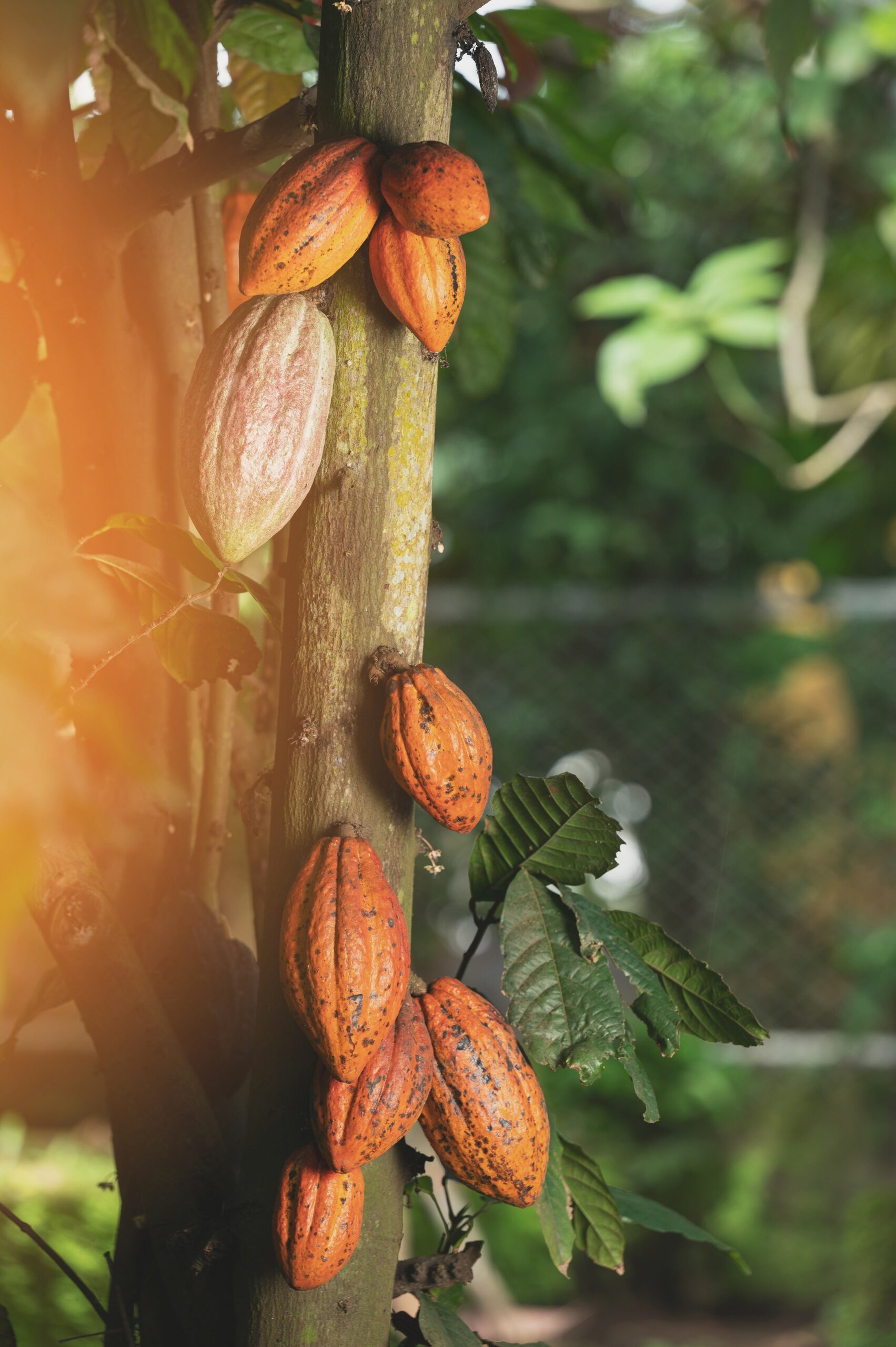 cabosses cacao 